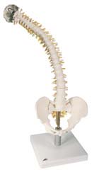 Columna flexible, con discos intervertebrales suaves