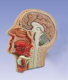 Corte medial de la cabeza, desmontable en 5 piezas