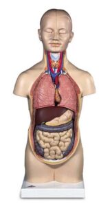 Mini-Torso, 12 partes