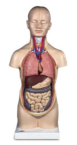 Mini-Torso, 12 partes