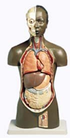 Torso africano masculino, 11 partes