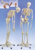 Esqueleto de lujo Fred (1 mano y 1 pie elásticos), en soporte de