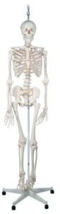 Esqueleto fisiológico, sobre soporte rotatorio , 5 patas