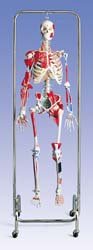 Esqueleto de Terapia Física