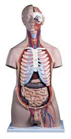 Torso de lujo masculino, con cabeza, 20 partes Torso de lujo masculino, con cabeza, 20 partes