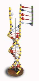 Doble hélice de DNA