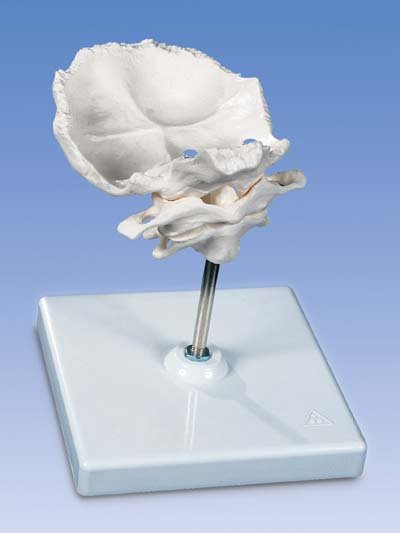 Atlas y axis con lamina horizontal del occipital Montado sobre s Atlas y axis con lamina horizontal del occipital Montado sobre s