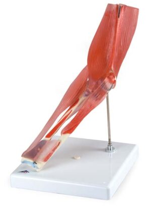 Articulación del codo, 8 piezas