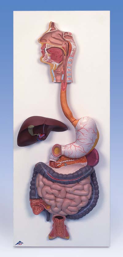 El sistema digestivo, de 3 piezas El sistema digestivo, de 3 piezas