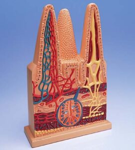 Villi intestinal, 100 veces su tamaño natural