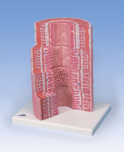 3B MICROanatomy™ Tracto digestivo - a 20 aumentos 3B MICROanatomy™ Tracto digestivo - a 20 aumentos