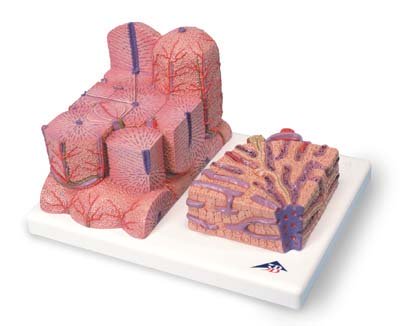 3B MICROanatomy™ Hígado 3B MICROanatomy™ Hígado