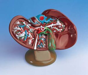 Hígado con vesícula biliar, 1,5 veces su tamaño natural