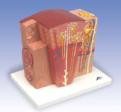 3B MICROanatomy™ Riñón 3B MICROanatomy™ Riñón
