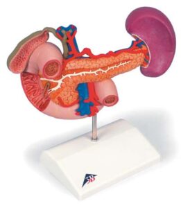 Órganos posteriores del abdomen superior