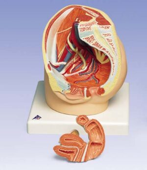 Pelvis femenina, 2 piezas