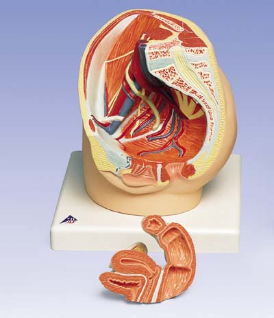Pelvis femenina, 2 piezas Pelvis femenina, 2 piezas