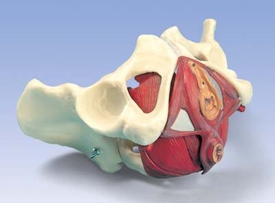 Pelvis y suelo de la pelvis femenina, 5 piezas Pelvis y suelo de la pelvis femenina, 5 piezas