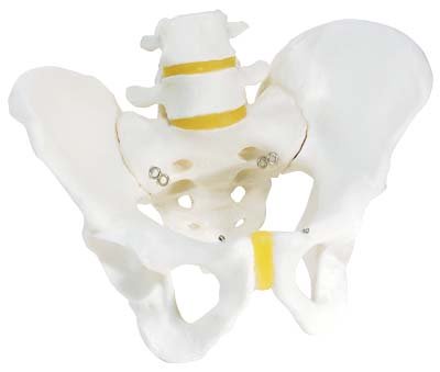 Esqueleto de la pelvis, masculino Esqueleto de la pelvis, masculino