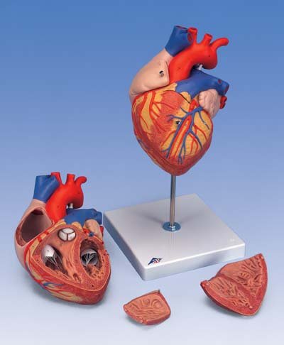 Corazón, 2 veces su tamaño natural, de 4 piezas Corazón, 2 veces su tamaño natural, de 4 piezas