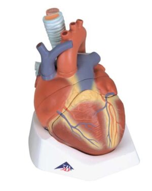 Corazón, en 7 piezas