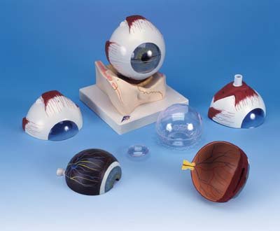 Ojo, 5 veces el tamaño natural, 7 piezas