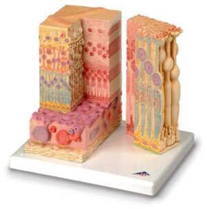 3B MICROanatomy™ Ojo