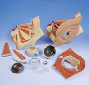 Ojo, 5 veces su tamaño natural, 12 piezas