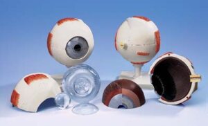 Ojo, 5 veces su tamaño natural, 6 piezas