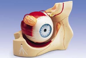 Ojo, 6 veces su tamaño natural, 8 piezas