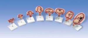 Serie 3B Scientific® de Embarazo