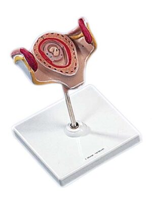 Embrión del 1er Mes