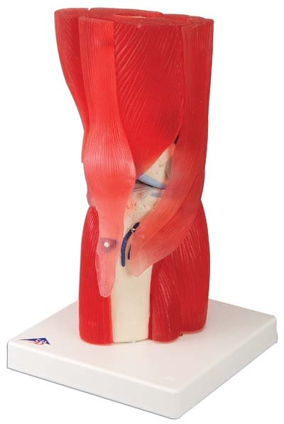 Articulación de la rodilla, 12 partes Articulación de la rodilla, 12 partes