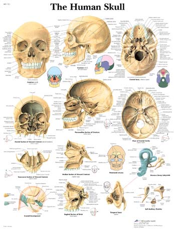 El Craneo Humano