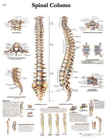 La Columna Vertebral