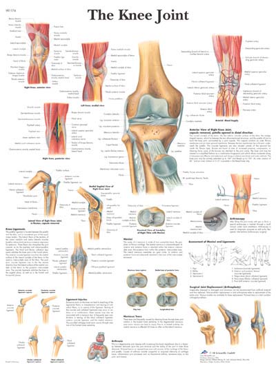 La Articulacion de la Rodilla