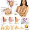 Lactancia Materna - Anatomía, patología y autoexploración