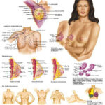 Lactancia Materna - Anatomía, patología y autoexploración