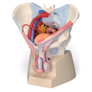 Pelvis masculina con ligamentos, vasos, nervios, suelo pélvico y