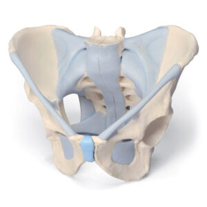 Pelvis masculina con ligamentos, 2 piezas