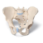 Pelvis masculina en tres piezas
