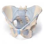 Pelvis masculina con ligamentos, 2 piezas Pelvis masculina con ligamentos, 2 piezas