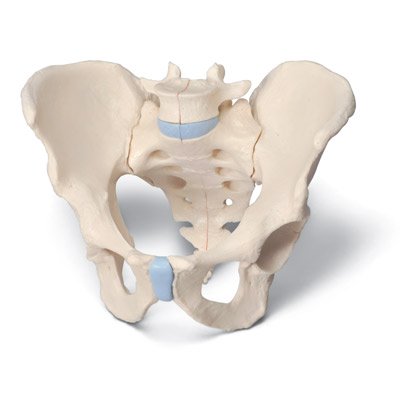 Pelvis masculina en tres piezas Pelvis masculina en tres piezas