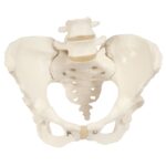 Esqueleto Pelvis Femenino