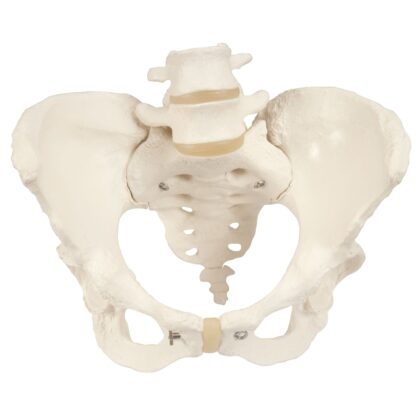 Esqueleto Pelvis Femenino