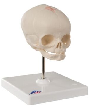 Cráneo Feto con soporte