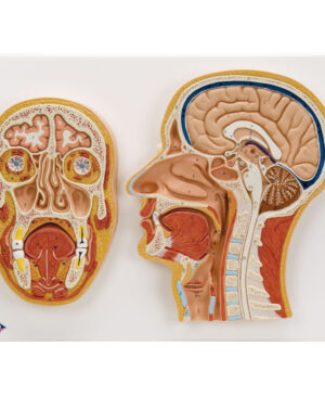 Corte Medial y Frontal Cabeza