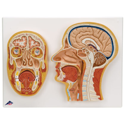 Corte Medial y Frontal Cabeza