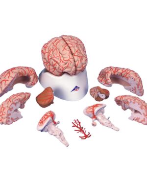 Cerebro de Lujo con Arterias
