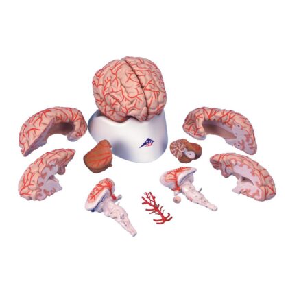 Cerebro de Lujo con Arterias
